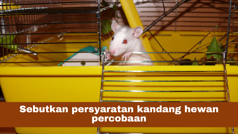 Sebutkan persyaratan kandang hewan percobaan